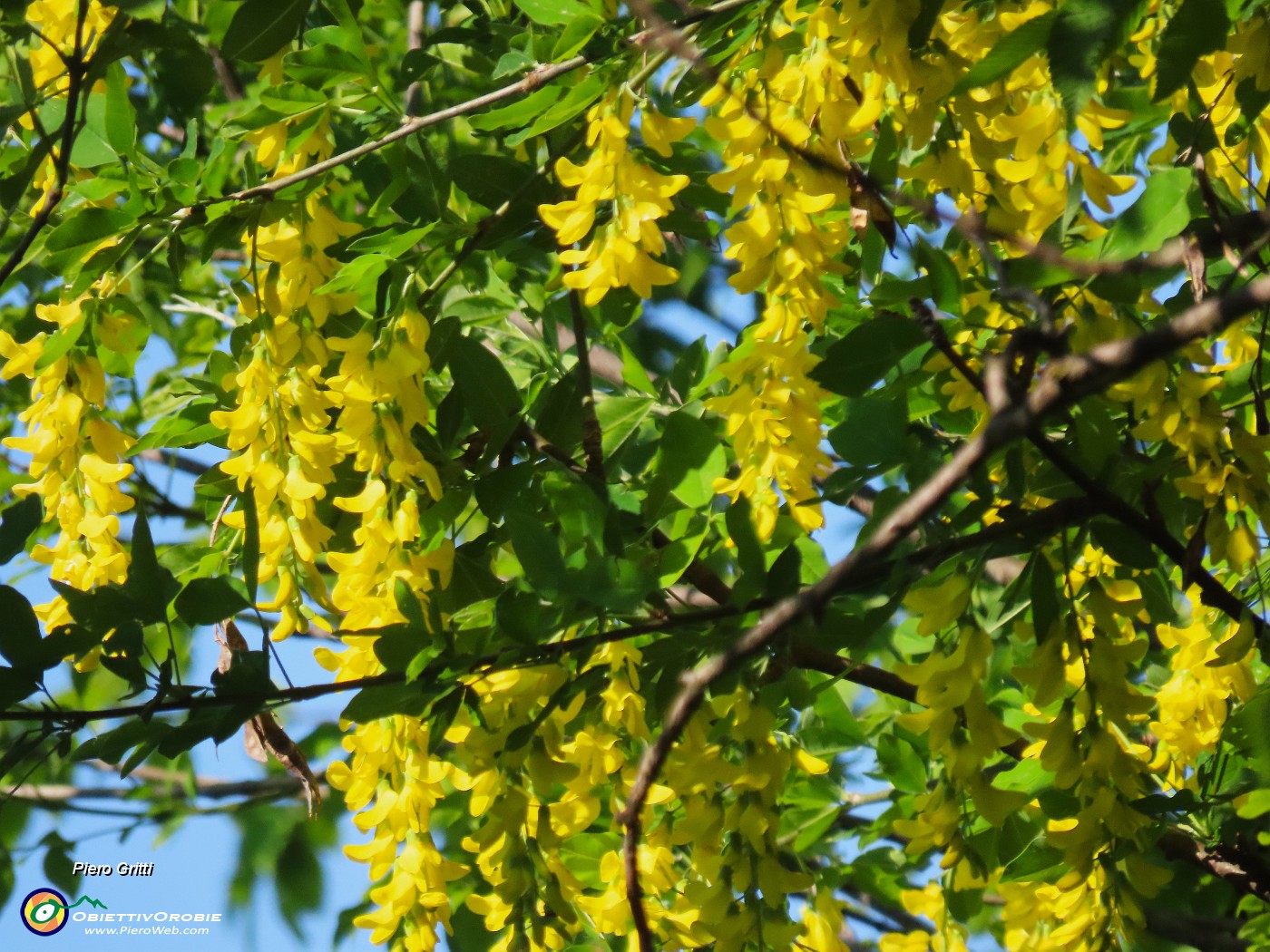 07 Fioriti i maggiociondoli (Laburnum anagyroides).JPG